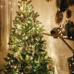 فئة كومرس كاتوجورى